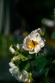 Le rêve des abeilles sur Luc Hartenstein