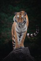 Position du tigre