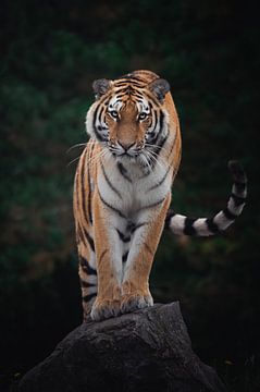 Tiger-Stellung von Jesper Stegers