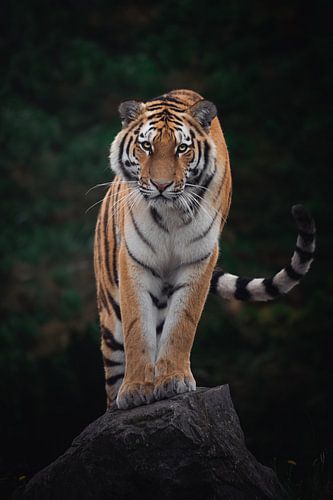 Tiger stance