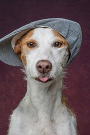 Pet, quadruped, doggie wearing cap and sticking tongue out  by R Alleman