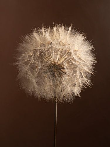 Natürliche Eleganz – Warme Brauntöne aus der Natur von Marjolijn van den Berg