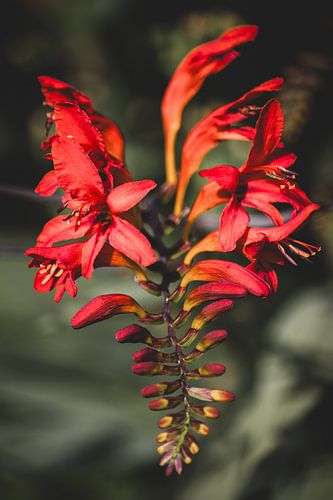 Feurig rote Montbretien-Blüte