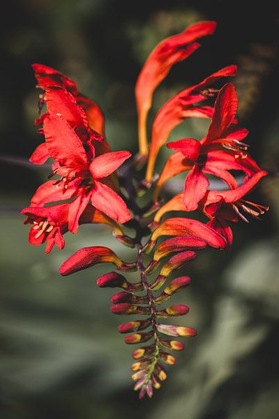 Fiery Red Monbretia Flower by Imladris Images