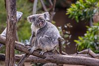 Koala zittend op een boom met wazige achtergrond close up beeld