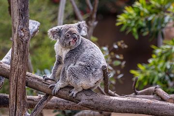 Koala sitzt auf einem Baum mit unscharfem Hintergrund Nahaufnahme Bild von Mohamed Abdelrazek