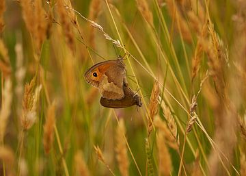 Vlinders denken aan rupsjes van Geert Perdaens