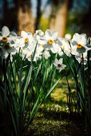 Rathenow "City of Optics by David Krause