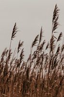 Speels riet. Fine art fotografie. Foto in kleur. Aardetinten.