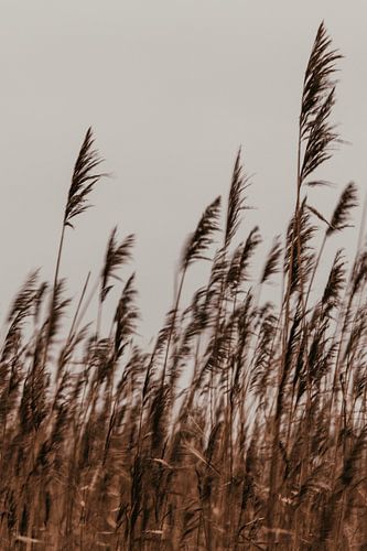 Verspieltes Schilfrohr. Kunstfotografie. Foto in Farbe. Erdtöne.