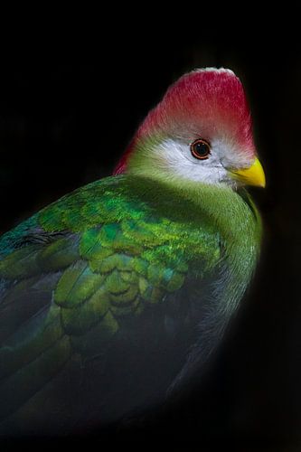 Tropical bird in the Vogelkelder Avonturia, The Hague.