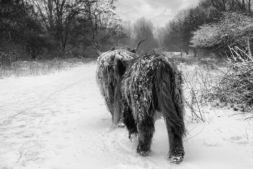 Schotse hooglanders in de sneeuw
