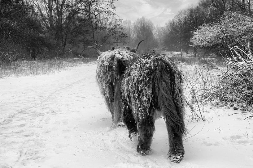Schotse hooglanders in de sneeuw van Foto Amsterdam/ Peter Bartelings
