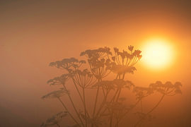 Fleur en épi dans la lumière brumeuse du soleil sur John Leeninga