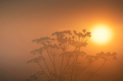 Screen flower in the misty sunlight by John Leeninga