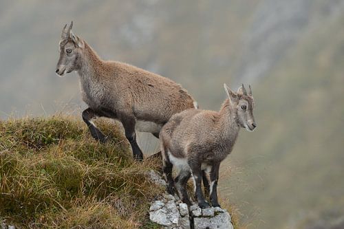 Alpine Ibex ( Capra ibex ) in typical mountain terrain, wildlife, Swiss alps, Europe. by wunderbare Erde