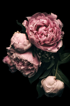 Roze Pioenrozen Romantiek II