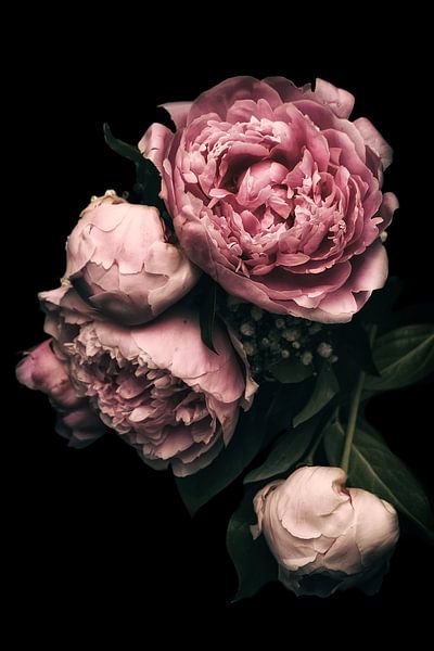 Pale Pink peonies romance II by Marlika Art