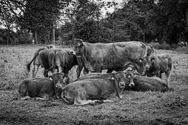 Familienporträt von Rob Boon