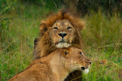 Male Lion Nuzzling Female Lioness in Savanna Grass