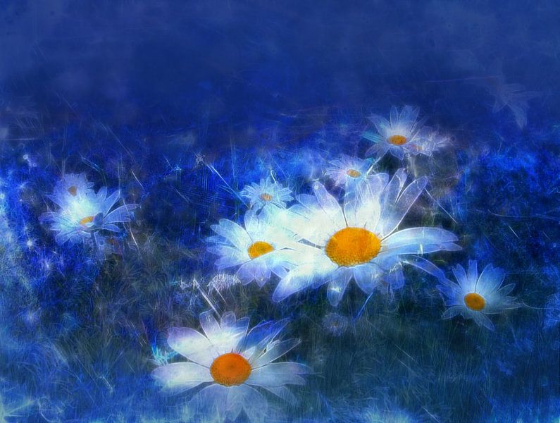 Margeriten mit blauem Hintergrund von Claudia Gründler