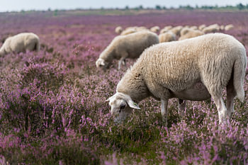 Schaapskudde op bloeiende heide 04