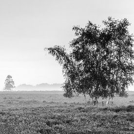 Die Birke in der einsamen Heidelandschaft von Fotografiecor .nl