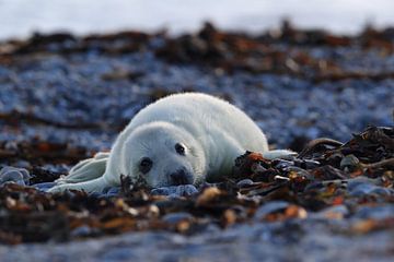 Grijze Zeehond Brul Helgoland Eiland Duitsland van Frank Fichtmüller