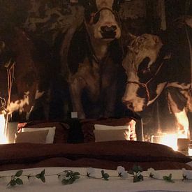 Customer photo: Dutch cows in an old barn by Inge Jansen, as wallpaper