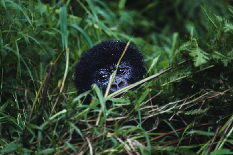 Under the canopy - Intimate moments with mountain gorillas by Rick Massar