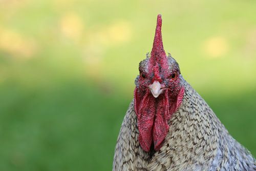 One on one with chicken (color)