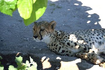 Cheetah. (Cheetah) by Merijn Loch