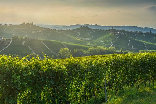 Weinberge in den Hügeln der Langhe und Barbaresco-Turm von Stefano Orazzini
