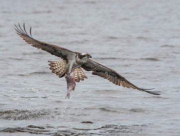 Flying osprey with prey