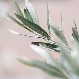 Olivenbaum | Olivenzweige | Kunstfotografie | Botanik von Lindy Schenk-Smit