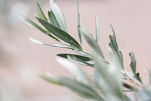 Olijfboom | olijftakken | fine art photography | botanisch