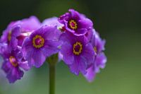 Primula poissonii