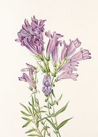 Purple Penstemon From North American Wildflowers (1925) By Mary Vaux Walcott sur Pictufy