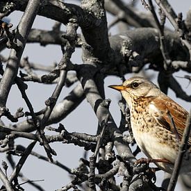 Zanglijster en verdorde appel - 