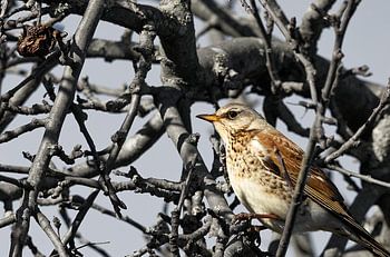 Singdrossel und verdorrter Apfel - 