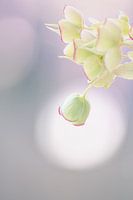 Helleborus foetidus in Pastellfarben