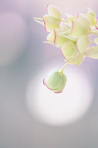 Helleborus foetidus en couleurs pastel