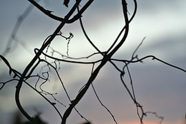 Avondlicht, eveninglight