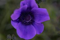 Blue anemone