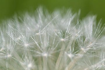 Paardenbloem van Evelyne Renske