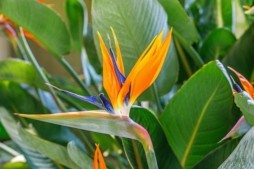 Paradiesvogelblume von Christian Tobler