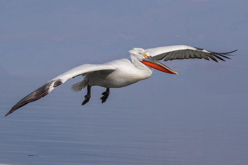 Kroeskoppelikaan in flight by Kars Klein Wolterink