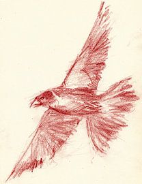 Oiseau rouge