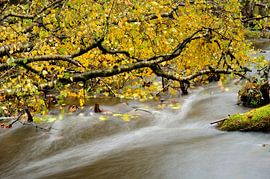 Water bos Leuvenum sur Willem van Leuveren Fotografie