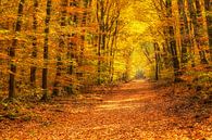 Une splendeur colorée dans le Speulderbos par Paul Weekers Fotografie Aperçu